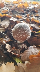 Amanita pantherina
