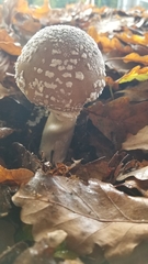 Amanita pantherina