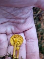 Hygrocybe ceracea