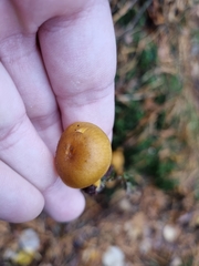 Hygrocybe ceracea