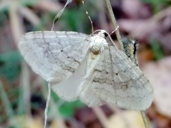 Operophtera fagata