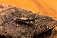 Cerambycidae