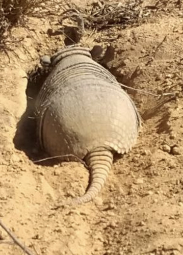 Six-banded Armadillo