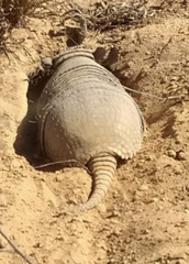 Euphractus sexcinctus