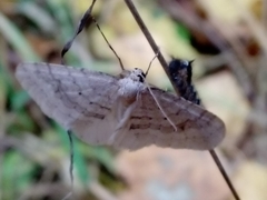 Operophtera fagata