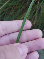 Carex paniculata