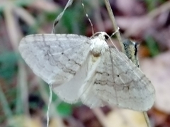 Operophtera fagata