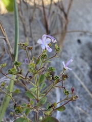 Trichostema nesophilum