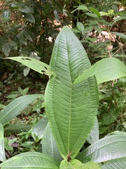 Miconia impetiolaris