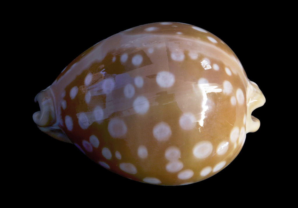 Callistocypraea leucodon from Zamboanga du Nord, Philippines on January ...