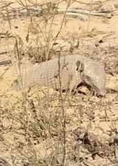 Euphractus sexcinctus