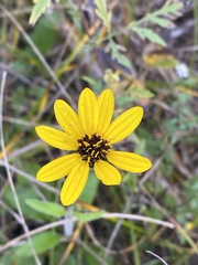 Helianthus atrorubens