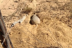 Euphractus sexcinctus