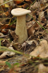 Infundibulicybe geotropa