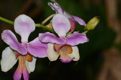 Papilionanthe teres