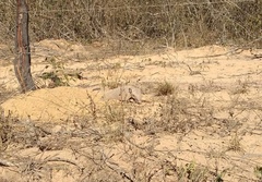 Euphractus sexcinctus