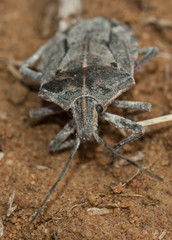 Peltasticus punctatus