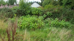 Koenigia polystachya