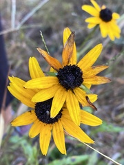 Helianthus atrorubens