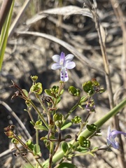 Trichostema nesophilum
