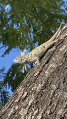 Sceloporus lundelli
