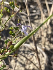 Trichostema nesophilum