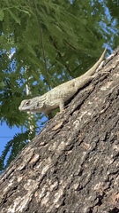 Sceloporus lundelli