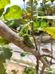 Tropidacris collaris