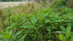 Koenigia polystachya