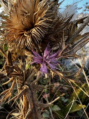 Cirsium edule