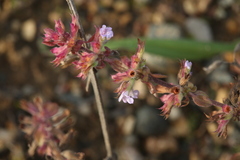 Mentheae
