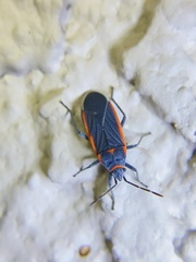 Melacoryphus lateralis