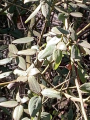 Ceanothus oliganthus sorediatus