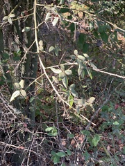 Ceanothus oliganthus sorediatus