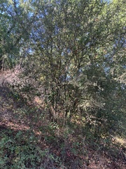 Ceanothus oliganthus sorediatus