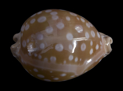 Callistocypraea leucodon