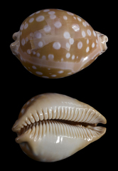 Callistocypraea leucodon