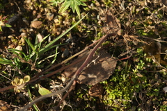 Mentheae