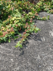 Passiflora vesicaria