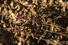 Mentheae