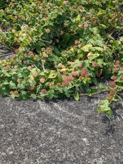 Passiflora vesicaria