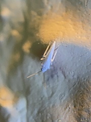 Coniopterygidae