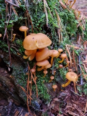 Hygrocybe ceracea