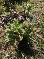Helichrysum nudifolium