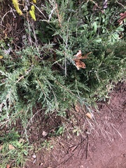 Juniperus horizontalis