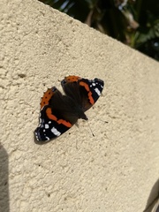 Vanessa atalanta
