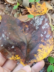 Erysiphe liriodendri