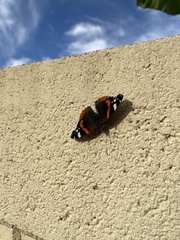Vanessa atalanta