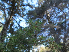 Juniperus cedrus