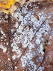 Erysiphe liriodendri